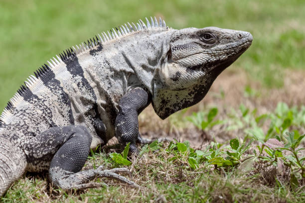 Wildlife of Central America. The Black Spiny-tailed Iguana Black Spiny-tailed Iguana Resting in Grass on a Sunny Day in Belize. long tailed lizard stock pictures, royalty-free photos & images