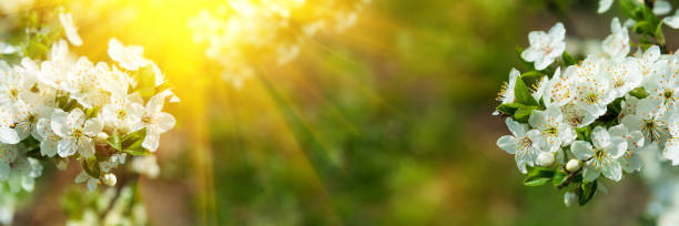 istock Banner 3:1. Cherry blossom in full bloom with sun lights against defocused background. Spring background. Copy space. Soft focus 1199959864