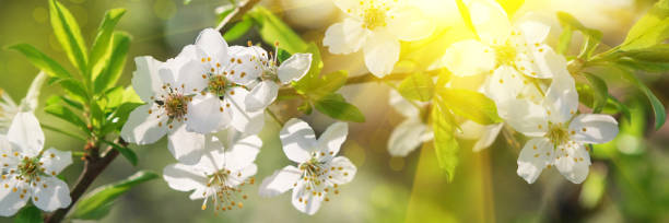istock Banner 3:1. Cherry blossom in full bloom with sun lights against blue sky. Spring background. Copy space. Soft focus 1199959891