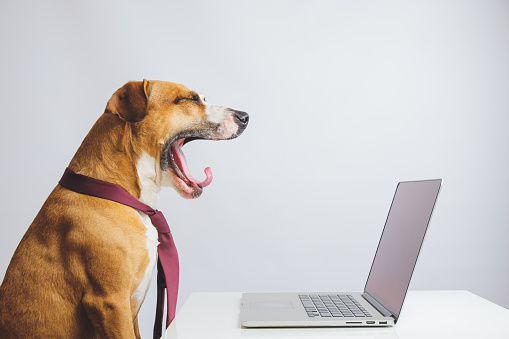 Yawning dog in a tie in front of a computer.