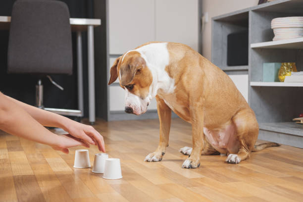 istock Cute dog playing the shell game with her human. 1199962126