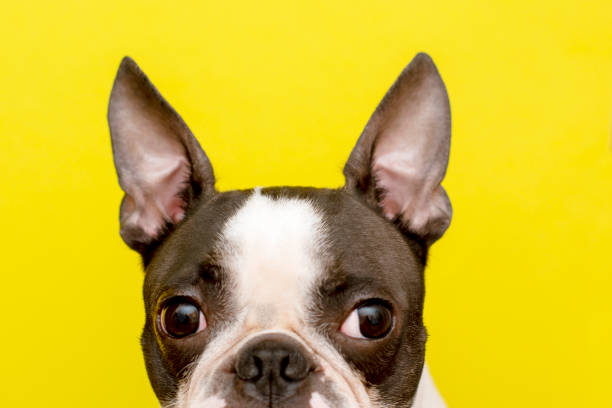 Creative portrait of a Boston Terrier dog with big ears on a yellow background. Minimalism. Copy space. stock photo