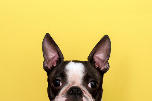 Boston Terriers are companion dogs that are perfect as loyal friends for modern residents of large cities. These cute dogs love people and animals, they are good-natured and take up little space, unpretentious in care.