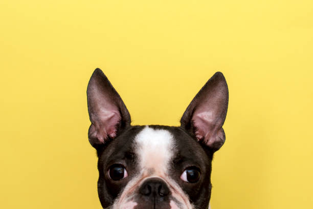 Creative portrait of a Boston Terrier dog with big ears on a yellow background. Minimalism. Copy space. stock photo
