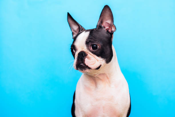istock A Boston Terrier dog with a smart, serious look sits on a blue background. 1199963073