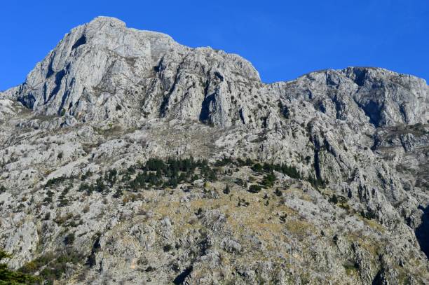 istock green trees on a large rock 1199963426