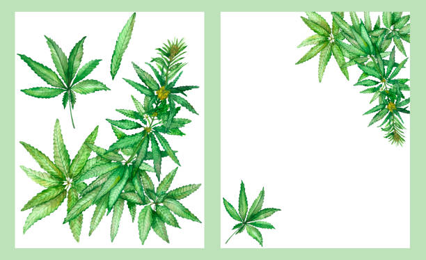 istock Watercolor hand painted nature herbal two frame composition with green hemp leaves on branch with yellow blossom flower on the white background for invitation and greeting card with the space for text 1199964565