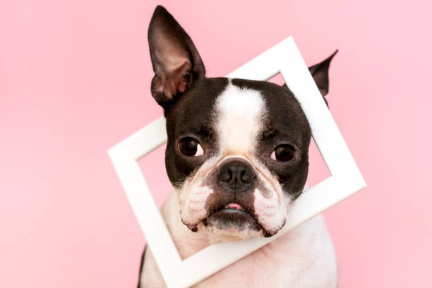 Portrait of a Boston Terrier dog wearing a white wooden frame around his neck. stock photo