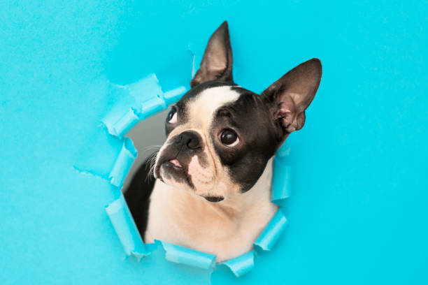 The head of a Boston Terrier dog peeks through a hole in the torn paper. stock photo