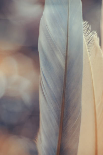 istock Beautiful Bird feather on a bokeh background.  Pattern background for texture design. 1199964953