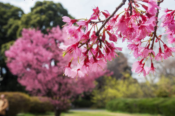 istock Pink flowers  of cherry tree (special grade of early flowering) 1199967600