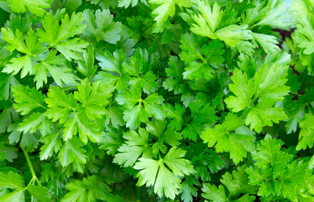 istock Parsley leaves. Green leaf us background. 1199967910