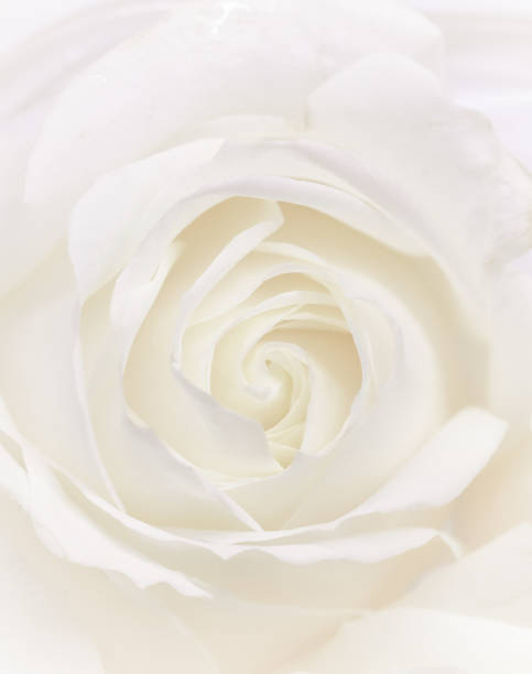 istock Soft focus, abstract floral background, white rose flower. Macro flowers backdrop for holiday brand design 1199968936