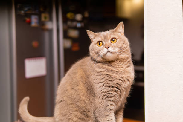 istock scottish straight cat sits on a background of blurry kitchen interior 1199968972