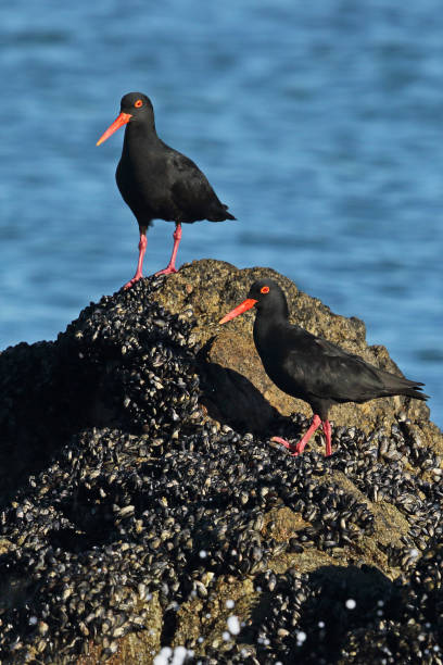 istock African Black Oystercatcher 1199969399
