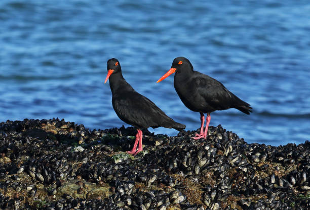 istock African Black Oystercatcher 1199969974