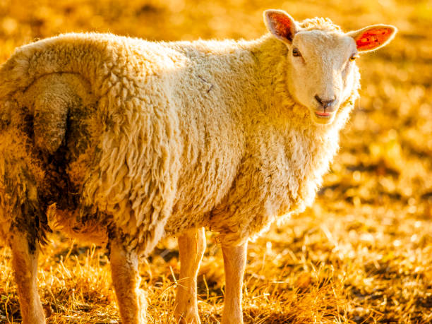 la région des cotswolds au royaume-uni - moutons histoire photos et images de collection
