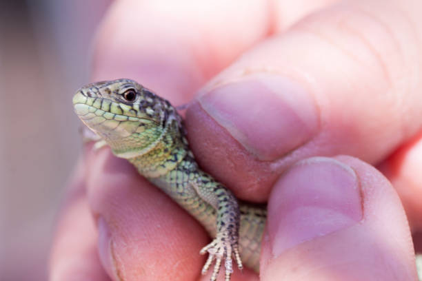 istock human hand holding a green lizard with a long tail 1199970324