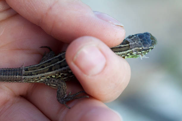 human hand holding a little green lizard with a long tail