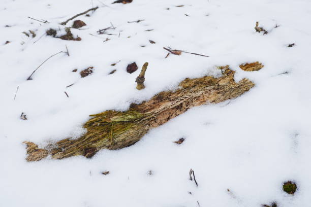 Small piece of wood in and covered with snow.