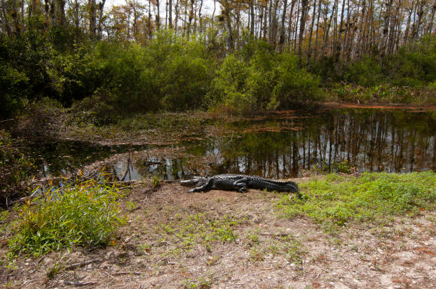 Large American Alligator walking through a forest by a lake near Kissimmee Florida where is't said that if you can't hit a baseball across a body of water in Florida, there will be alligators in it.