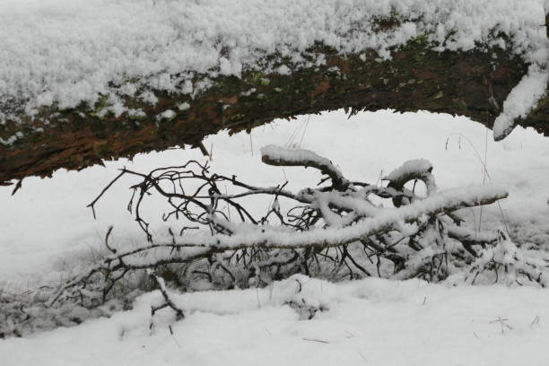 istock Branches covered with snow. Beautiful pattern. The Netherlands, Europe. 1199970523