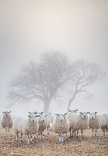 Sheep in the mist A herd of sheep standing in a field with bare trees and frosty ground on a misty morning in winter time, on a farm, waiting to be fed. landscape nature plant animal stock pictures, royalty-free photos & images