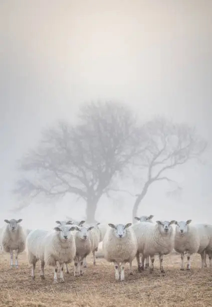 Photo of Sheep in the mist