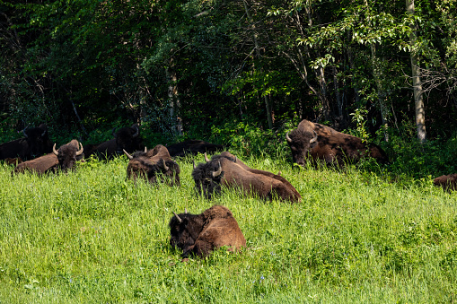 Thr American bison along the alaska highway in Canada