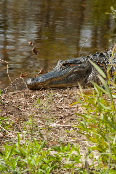 istock Alligator Head in the Everglades 1199971299