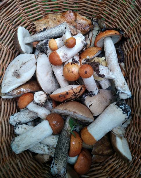 istock Orange birch bolete (Leccinum versipelle) mushrooms in the basket 1199974049