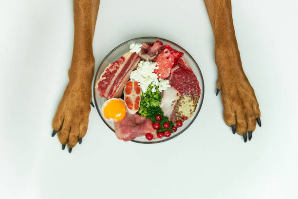 Natural raw dog food in bowl on white floor and dog's paws on background. Dog nutrition concept. BARF dog diet. stock photo
