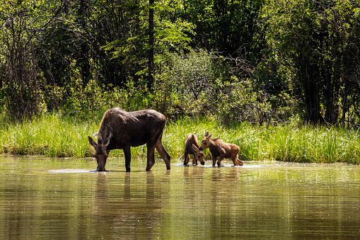 Female Moose with Calf along the Alaska Highway