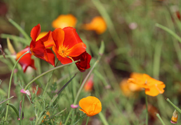 Mendocino Coast Botanical gardens, California