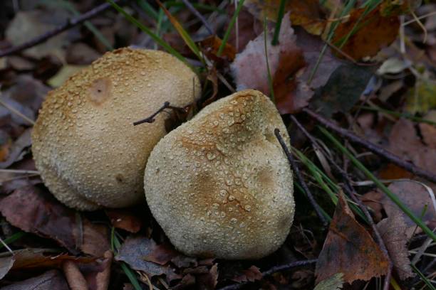 istock Two yellow potato bovists in the forest. 1199976684