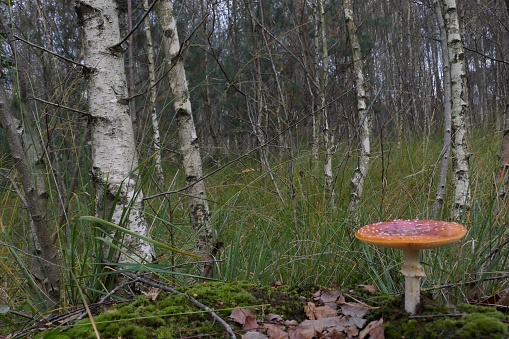Fly agaric in the nature. Seen from the side and nearby.