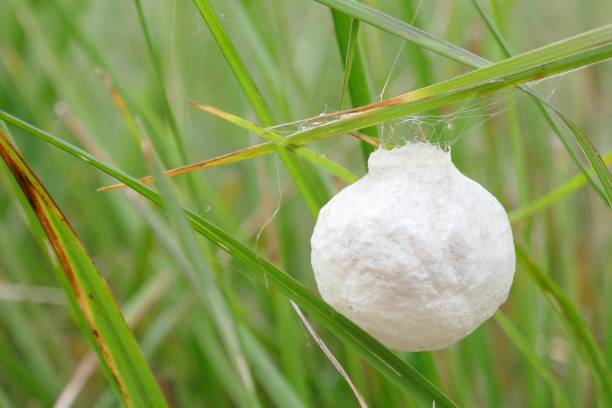 istock The cocon of a silkworm hangs on a blade of grass. 1199976844