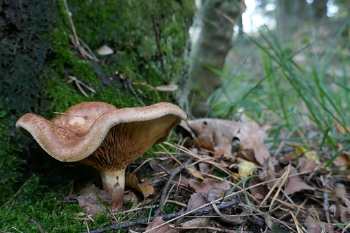 A beige purple stalky mushroom in the forest.