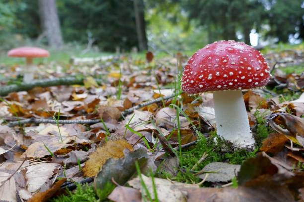 istock Fly agaric in nature. Seen from the side and nearby. 1199977250
