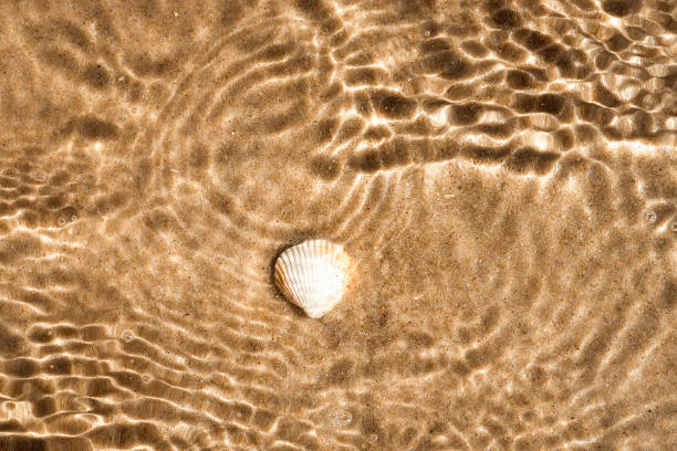 貝殻と砂の水中および光反射パターン - wavelet ストックフォトと画像