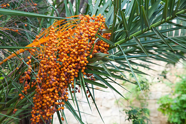 istock Orange ripen bunches of dates 119997848