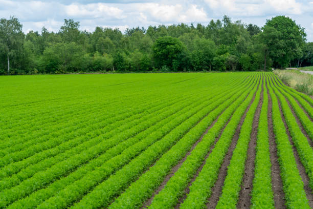 istock Field with green carrot plants growing in rows 1199979192