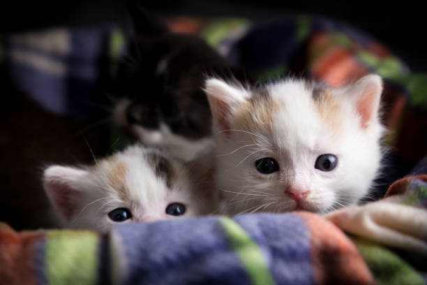 istock Two little white tricolor kittens 1199980082