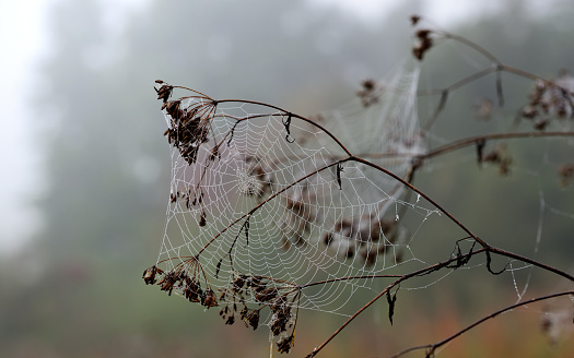 Autumn mood with dry branches on which cobwebs hang, which are full of water drops, in front of a foggy landscape outdoors in cloudy weather