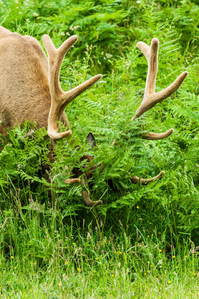 istock Roosevelt Elk - Cervus canadensis roosevelti 1199981246