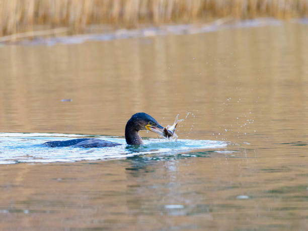 A fishing cormorant.
