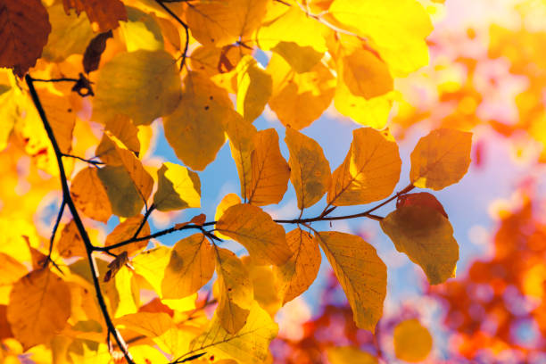 istock Majestic colorful forest with sunny beams. 1199981794