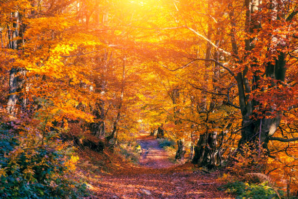 istock Majestic colorful forest with sunny beams. 1199982322