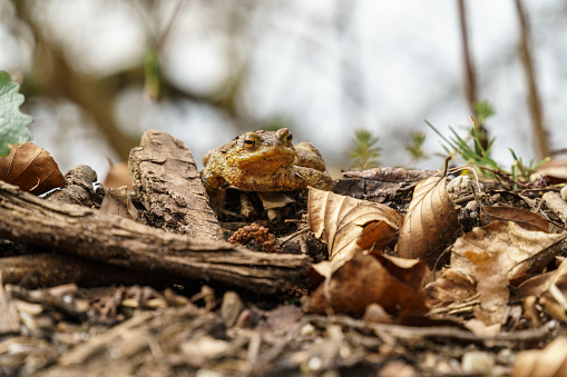 Common toad (European toad) hiding between brown leaves and twigs during the annual toad migration season in Germany in March and June-August. Concept of threatened animals, animal welfare.