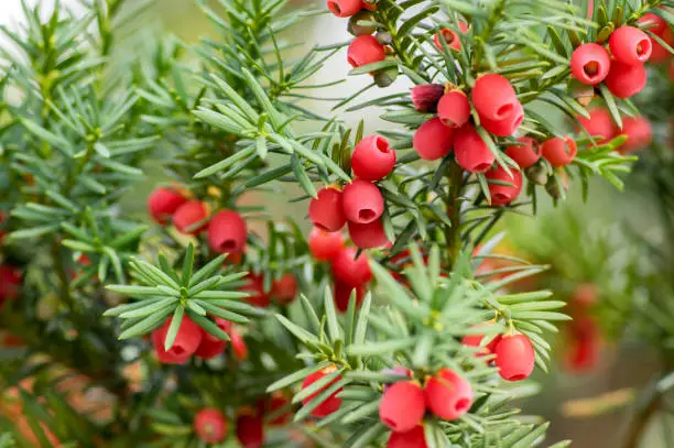 Taxus baccata European yew is conifer shrub with poisonous and bitter red ripened berry fruits